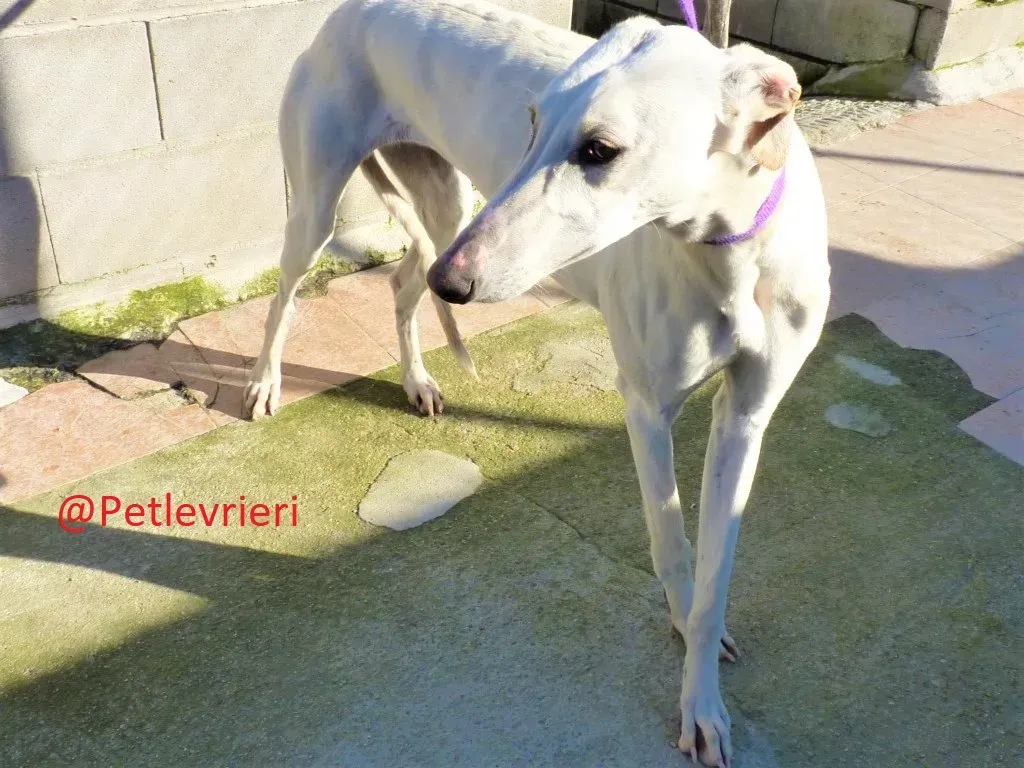 Snowwhite adozione levrieri galgo03