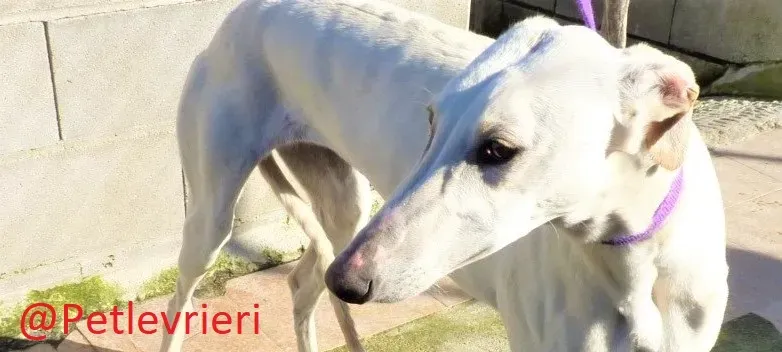 Snowwhite adozione levrieri galgo04