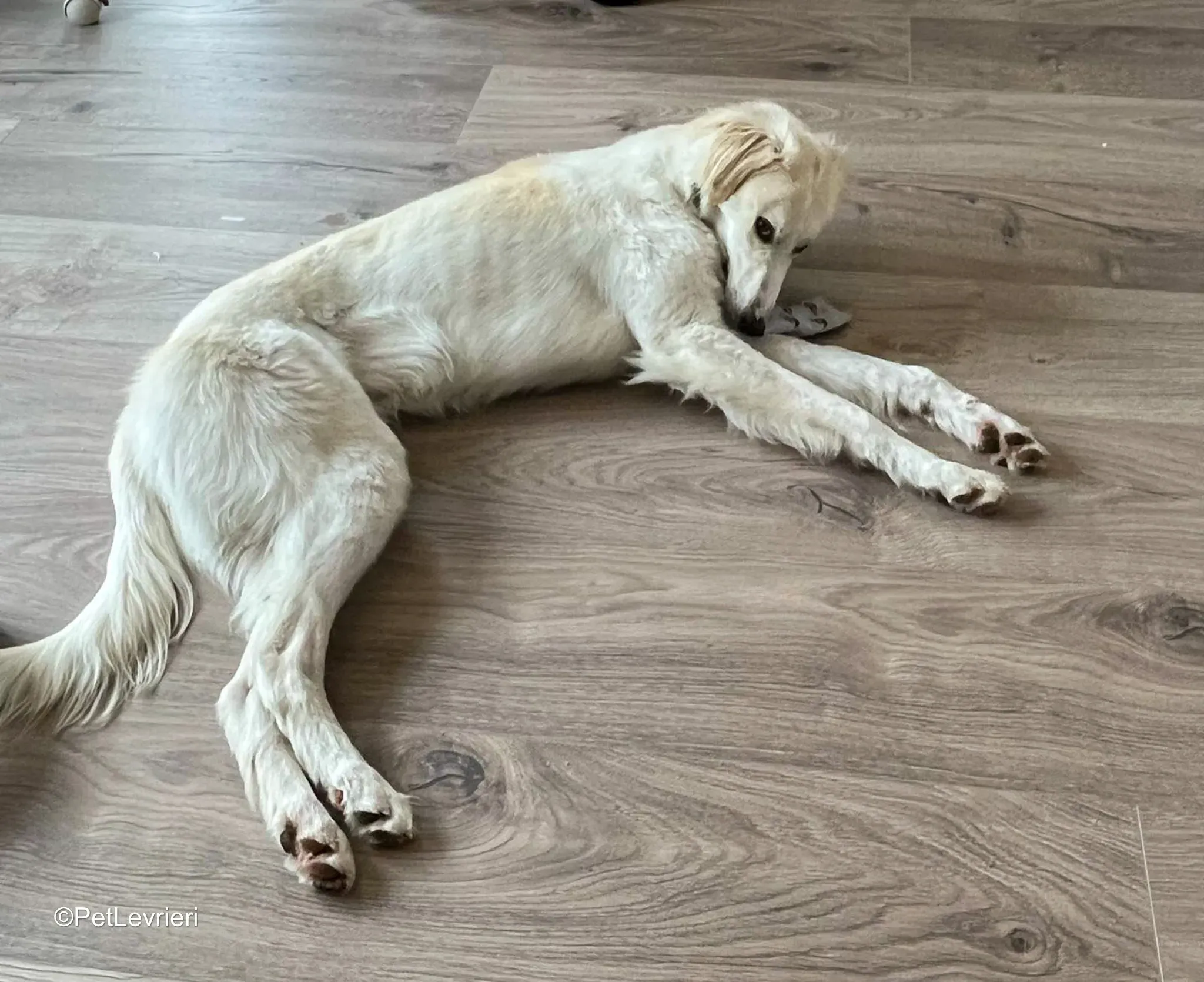 Snowy adozione greyhound 1