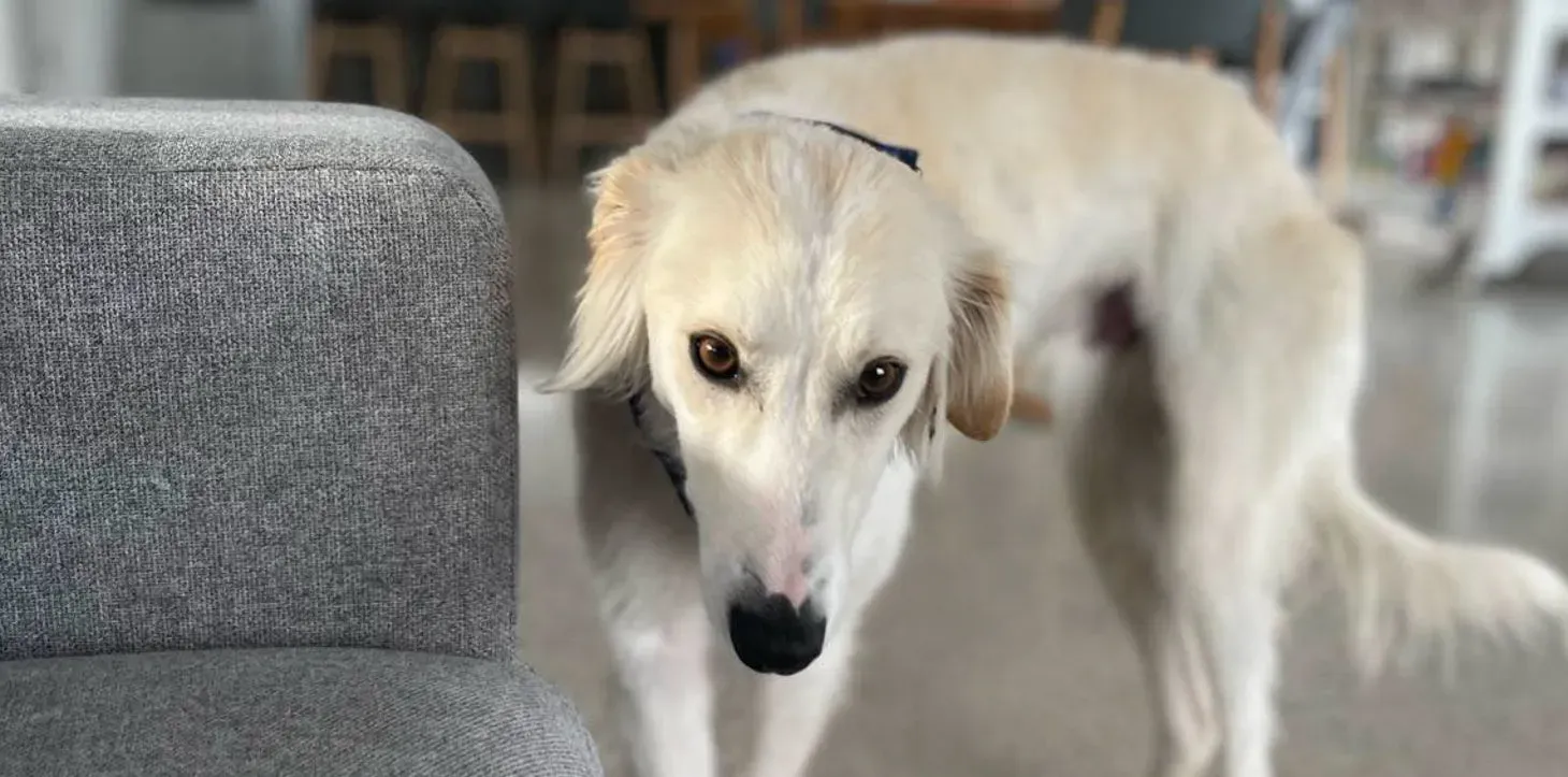 Snowy adozione greyhound 2 e1709550000101