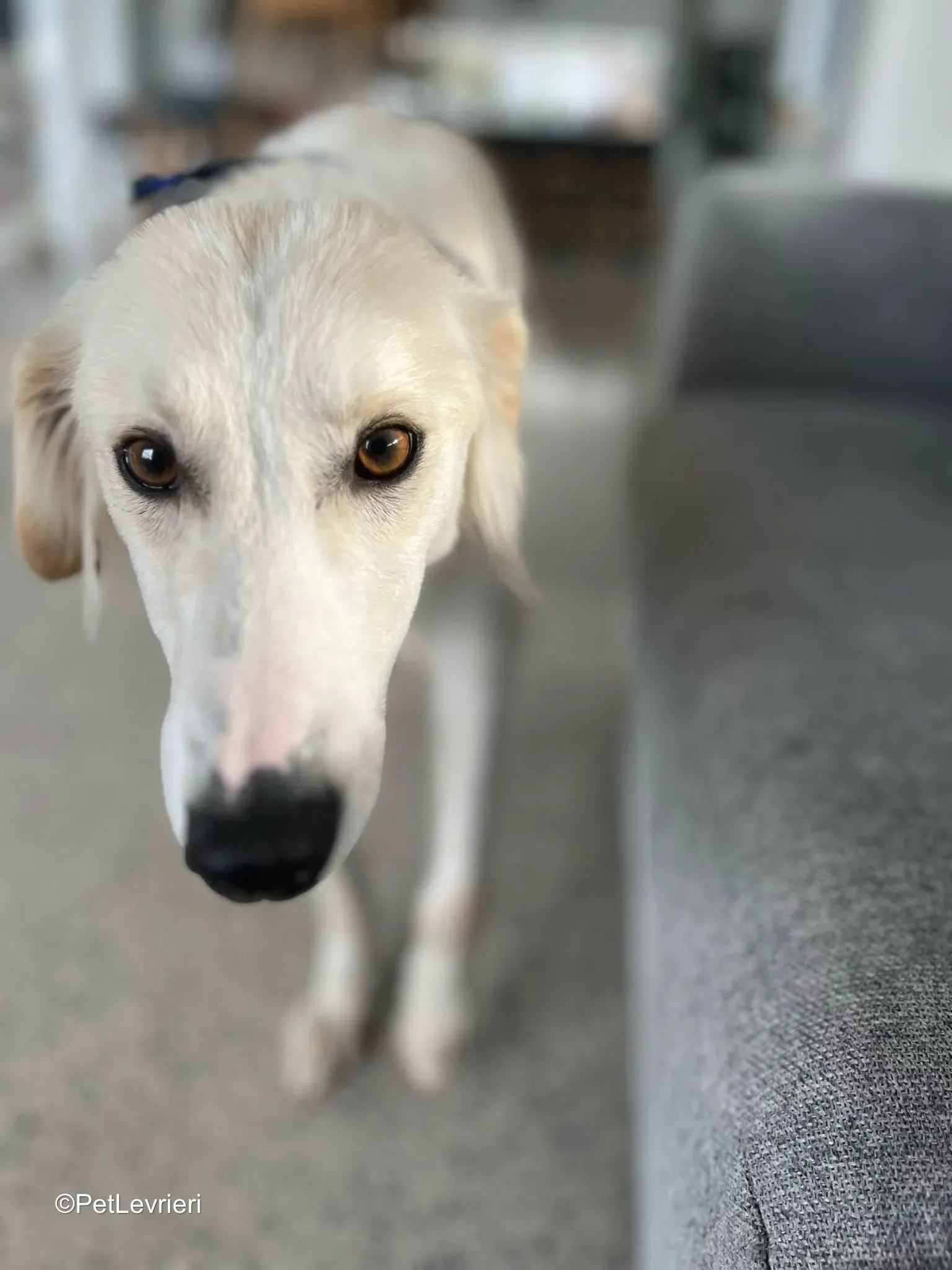 Snowy adozione greyhound 3
