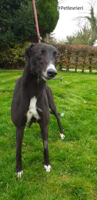 Socks Greyhound Adozione Levrieri 1