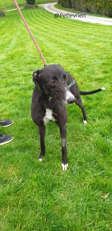 Socks Greyhound Adozione Levrieri 2