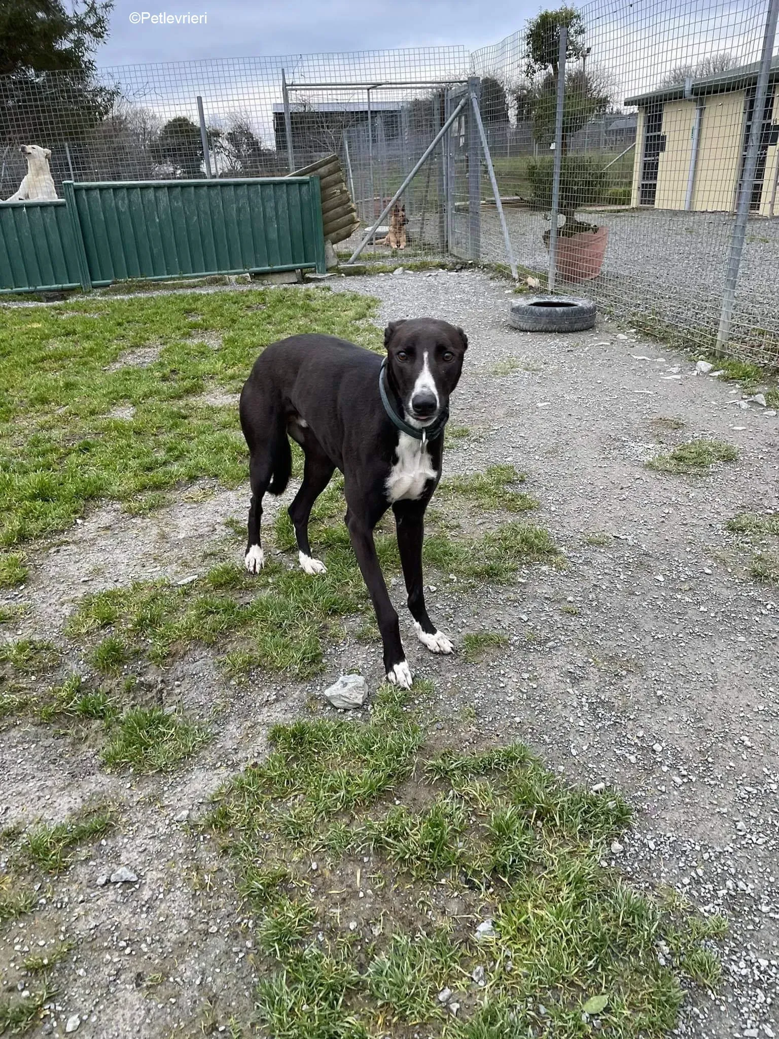 Socks adozione levrieri greyhound 1