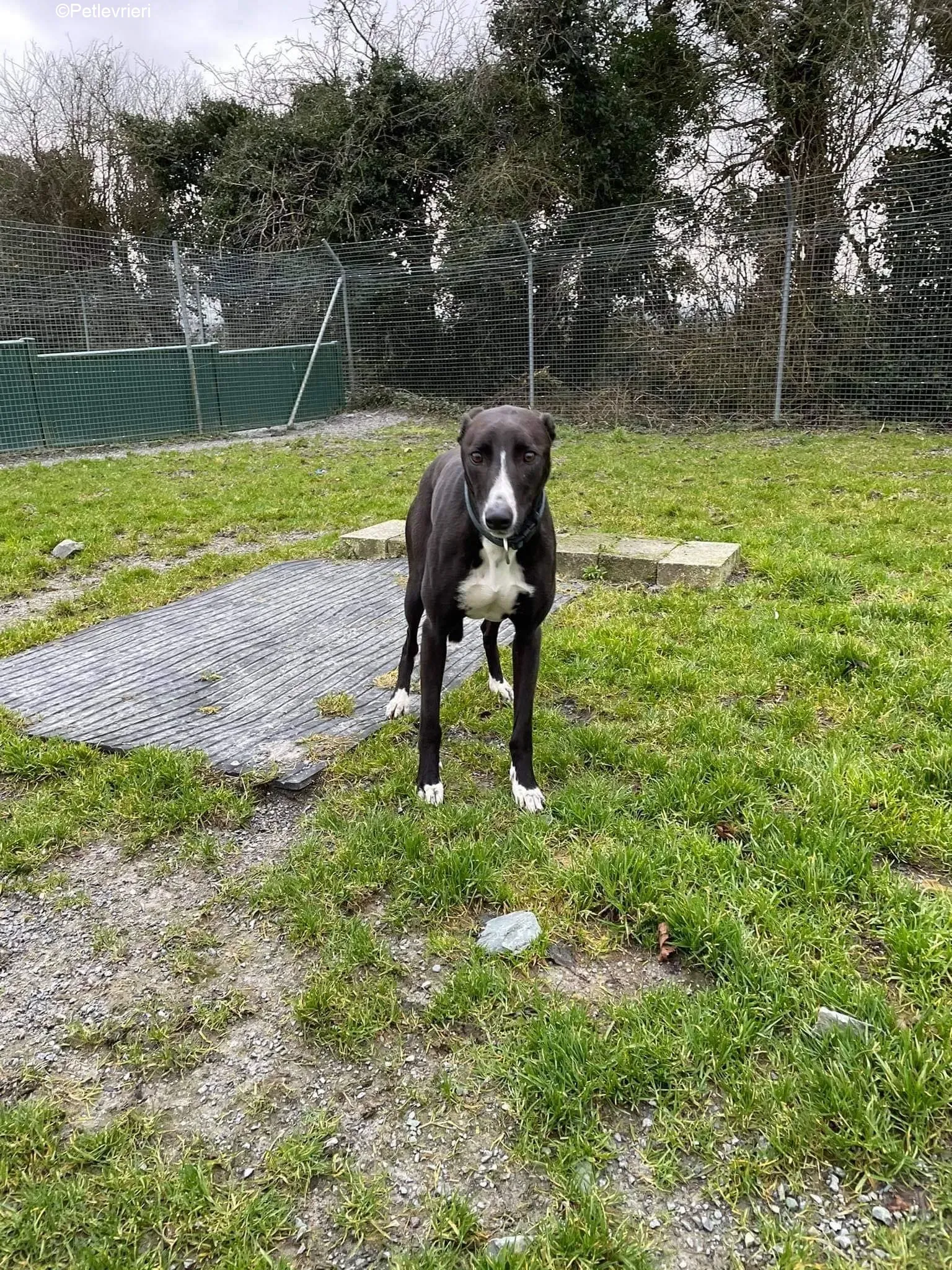 Socks adozione levrieri greyhound 3