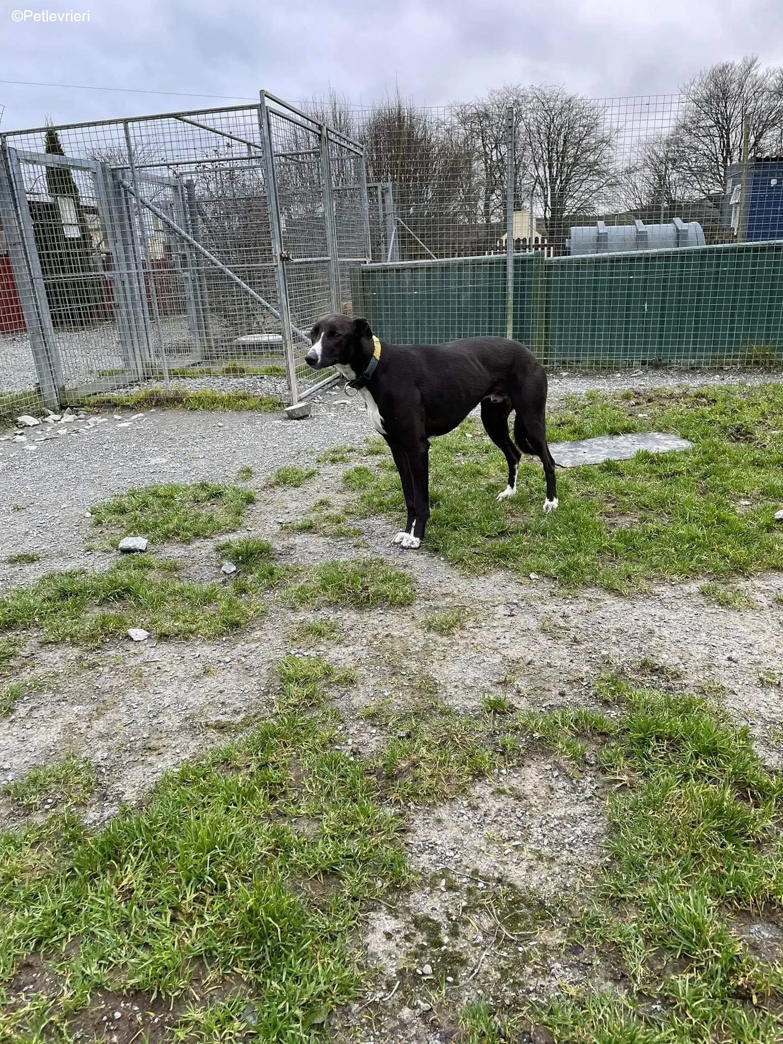 Socks adozione levrieri greyhound 4