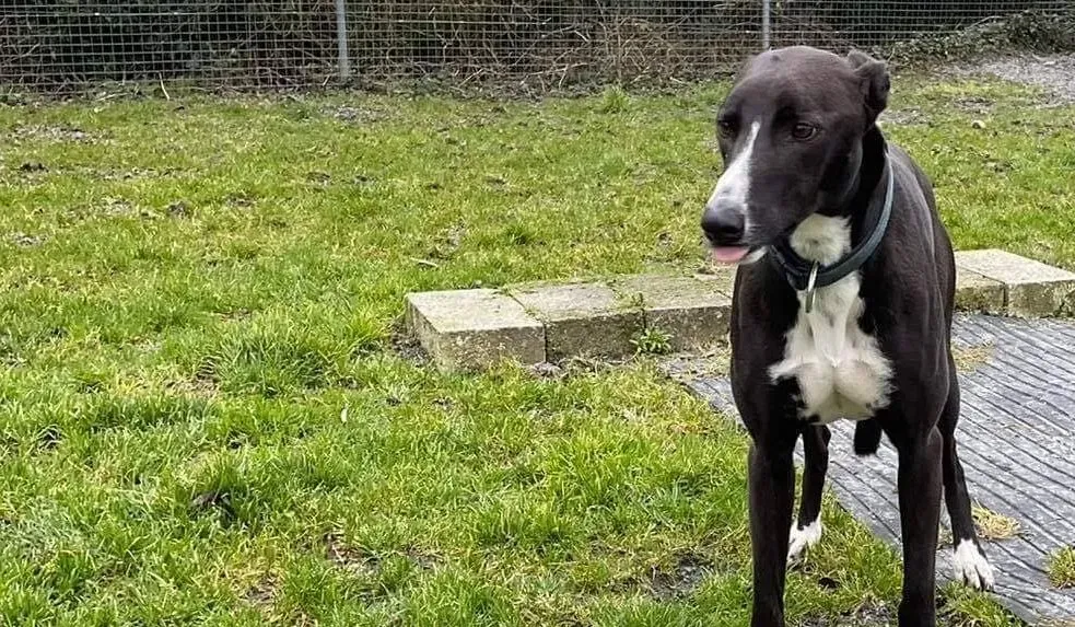 Socks adozione levrieri greyhound 5 e1612952659997