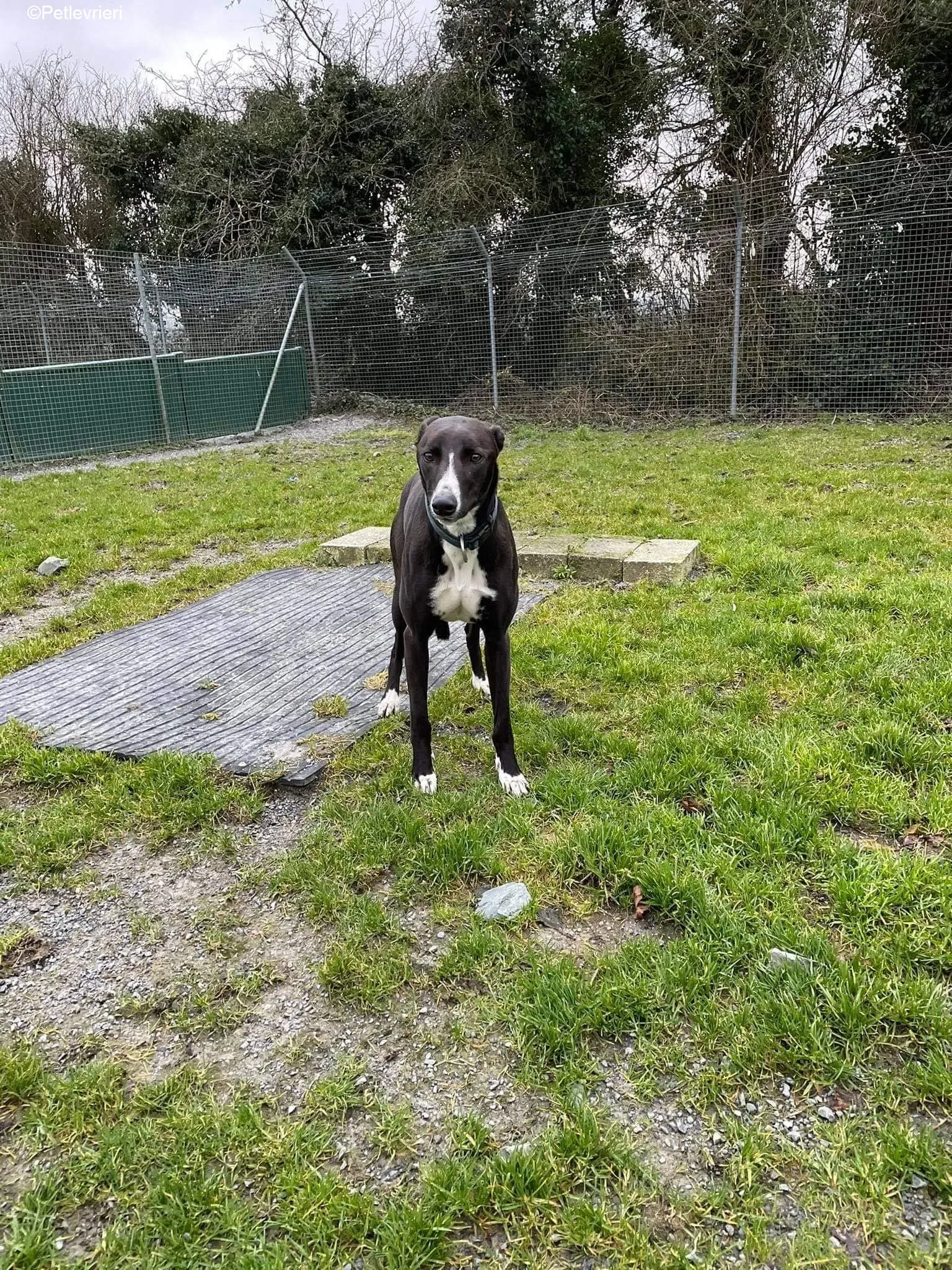 Socks adozione levrieri greyhound 6