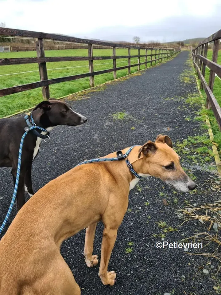 Socks adozione levrieri greyhound 8