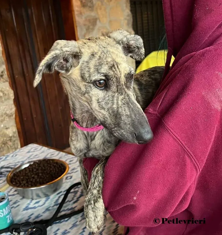 Sokura galgo adozione pet levrieri onlus 0