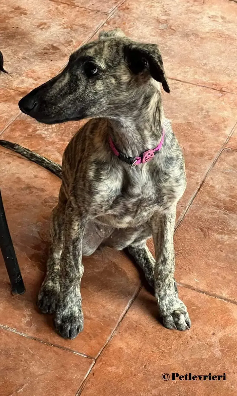 Sokura galgo adozione pet levrieri onlus 1 2