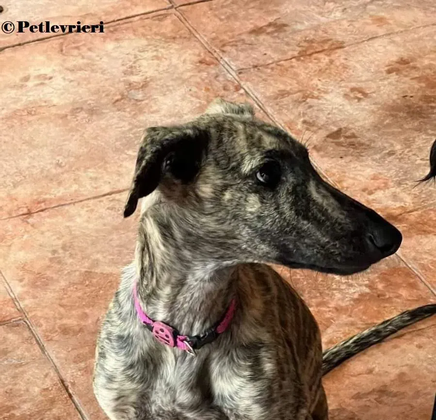 Sokura galgo adozione pet levrieri onlus 2 1
