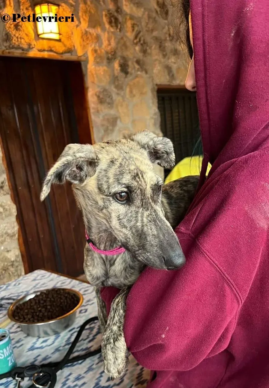 Sokura galgo adozione pet levrieri onlus 3 2