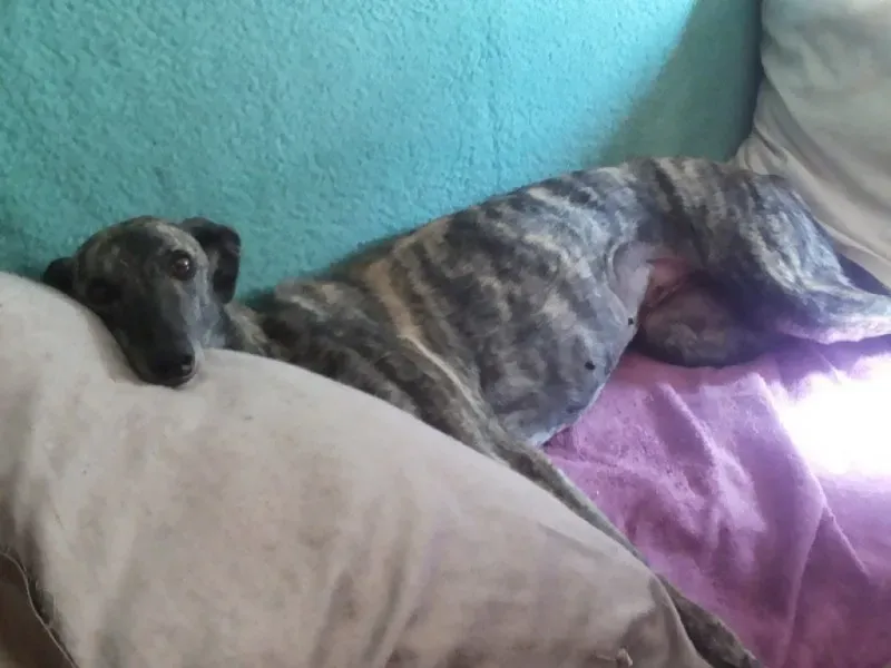 Sola Billete Carusso Gudrin Barbie 001