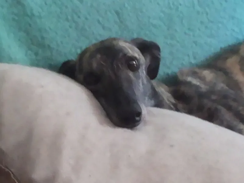 Sola Billete Carusso Gudrin Barbie 002