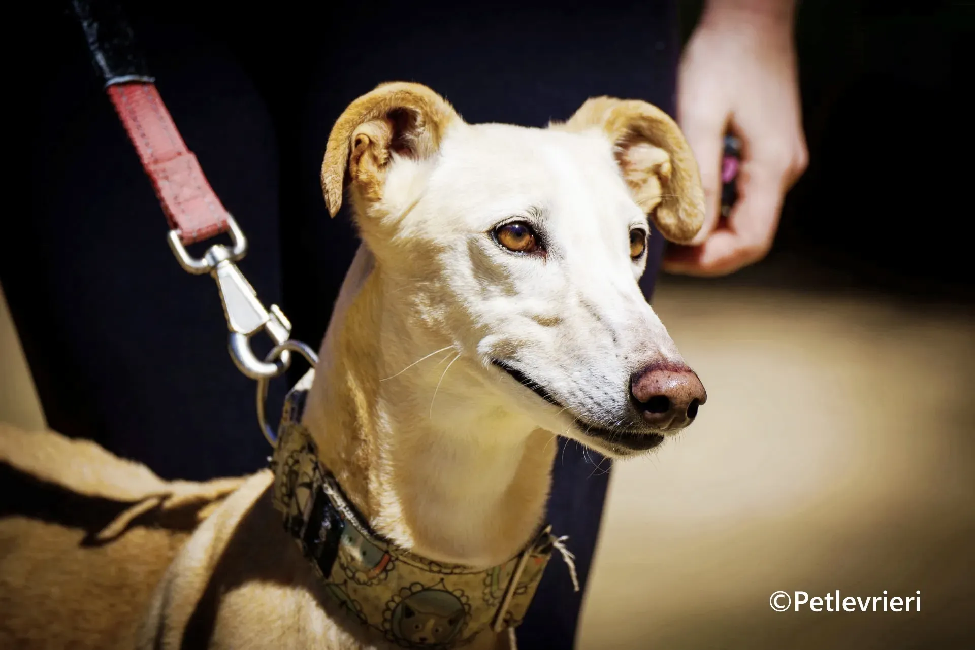 Sola galgo adozione pet levrieri onlus 1