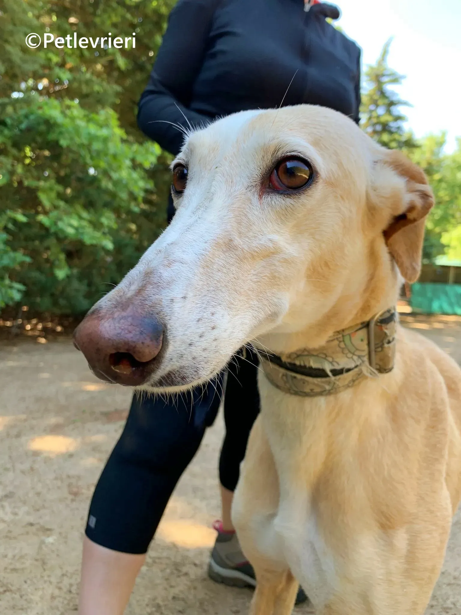 Sola galgo adozione pet levrieri onlus 10