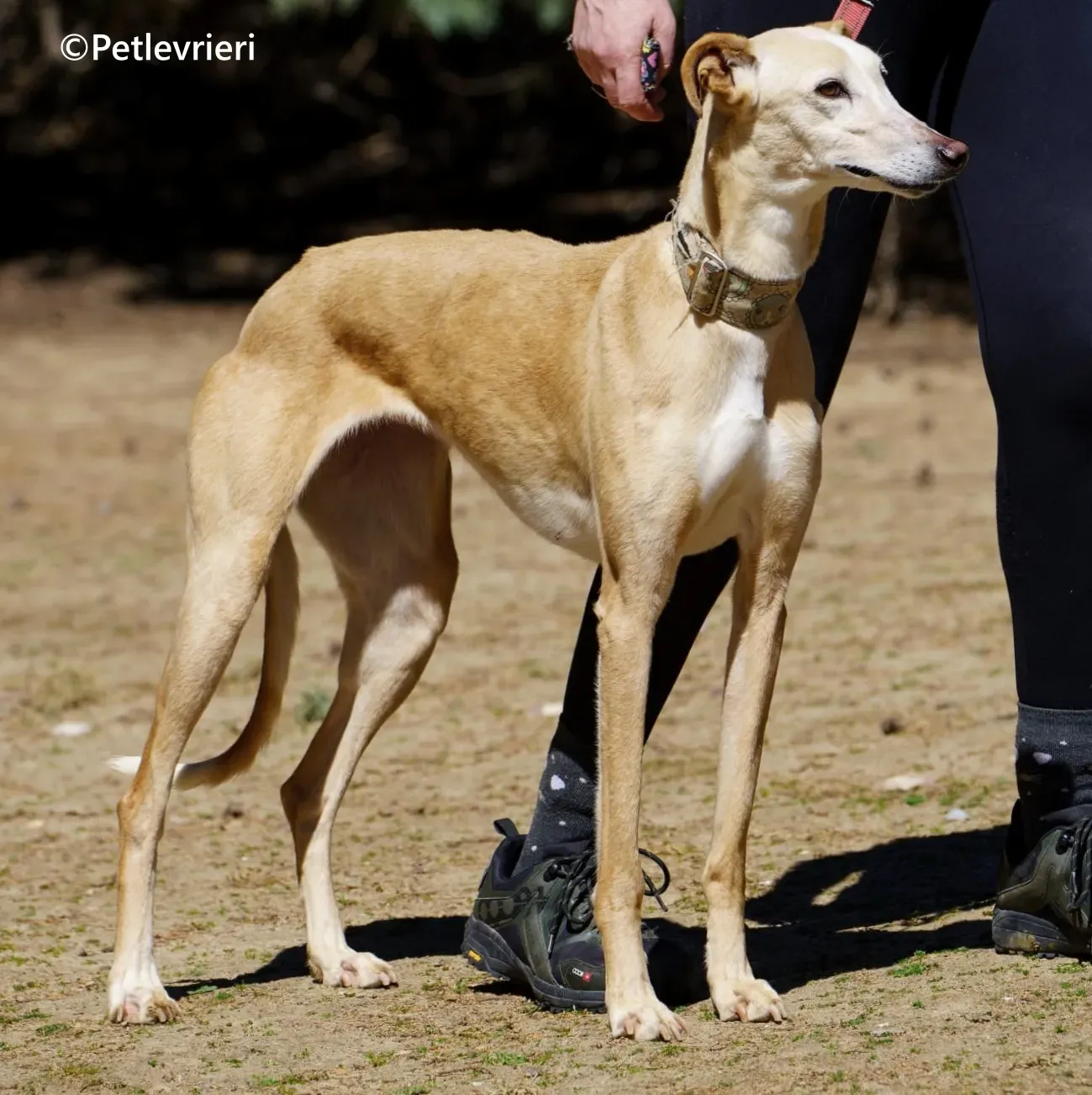 Sola galgo adozione pet levrieri onlus 2