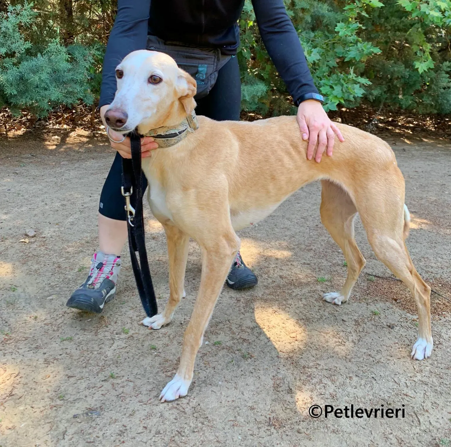 Sola galgo adozione pet levrieri onlus 3