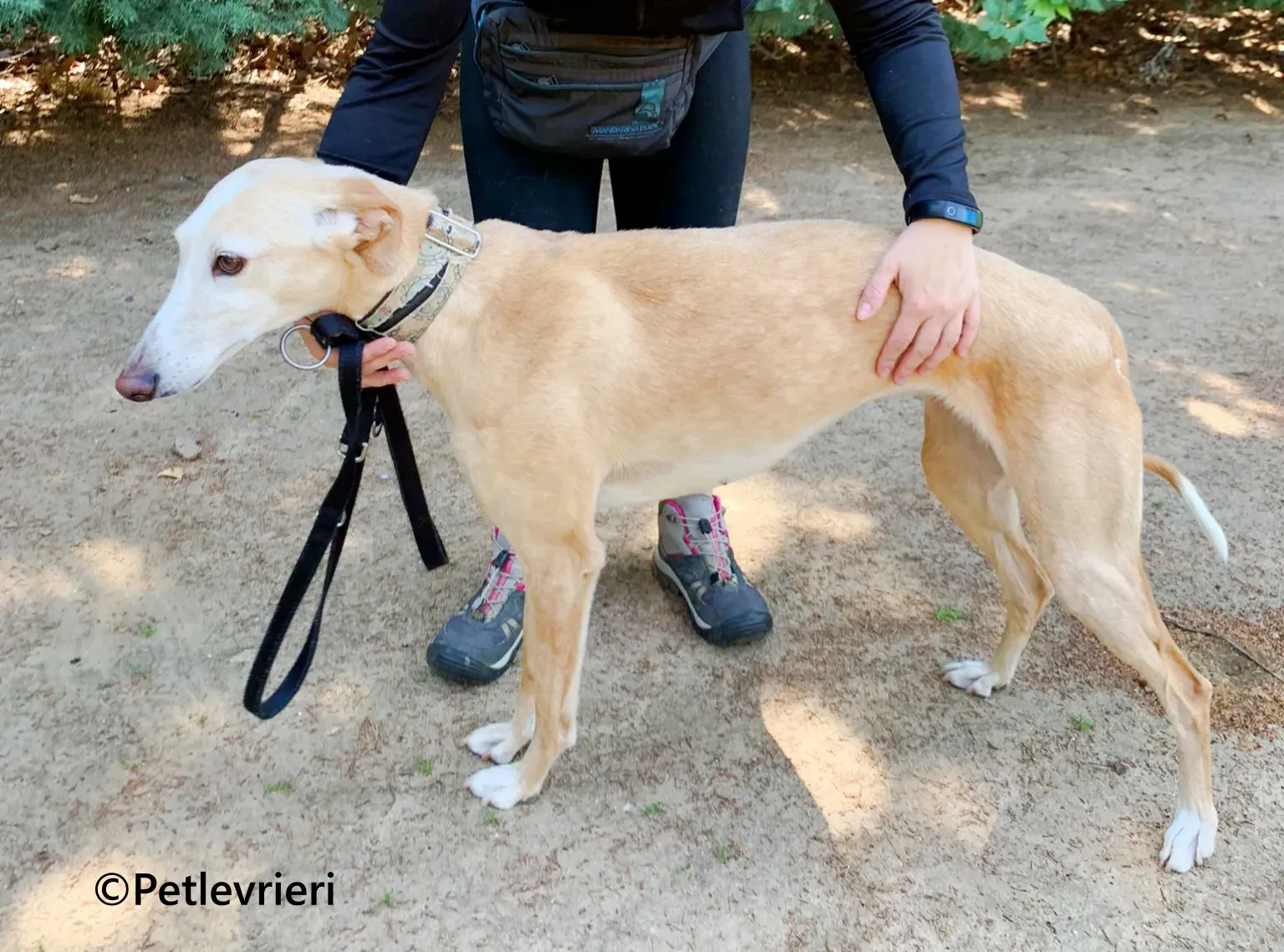 Sola galgo adozione pet levrieri onlus 4