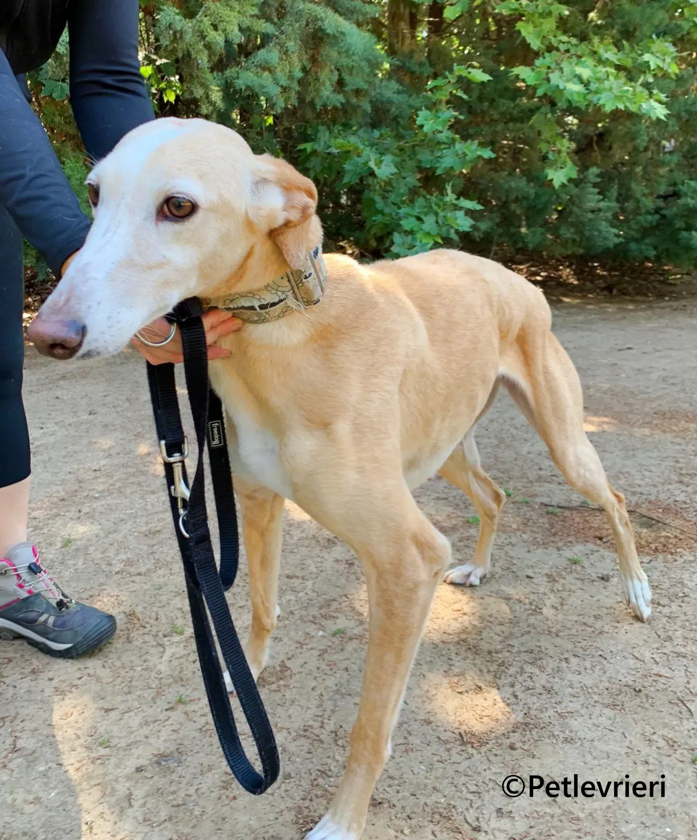 Sola galgo adozione pet levrieri onlus 5