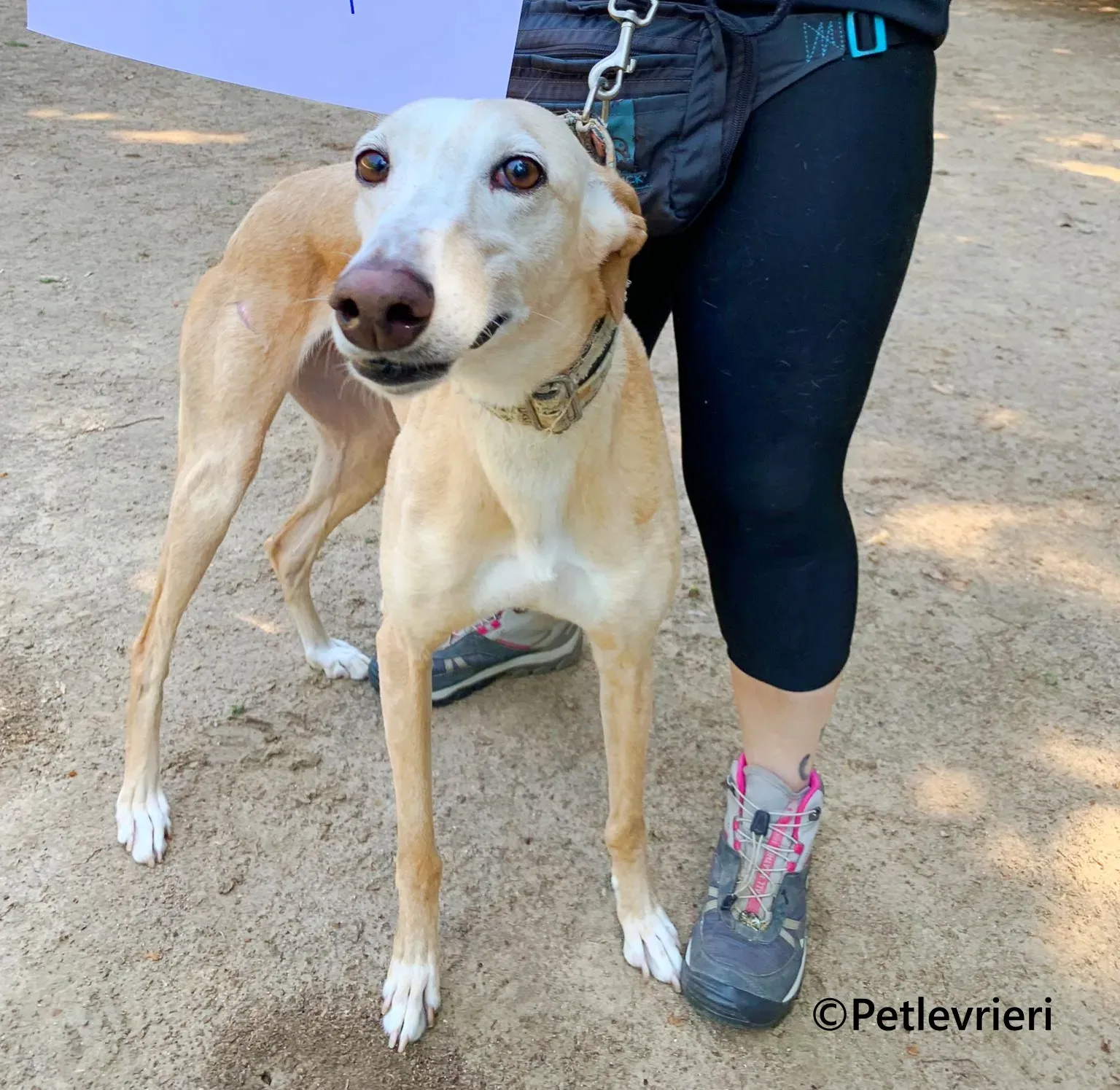 Sola galgo adozione pet levrieri onlus 6