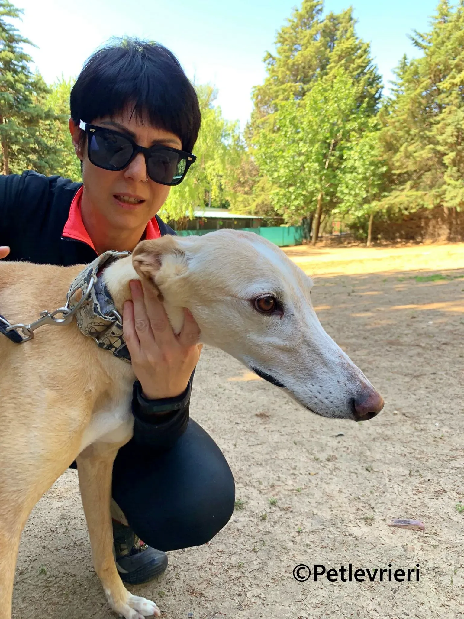 Sola galgo adozione pet levrieri onlus 7