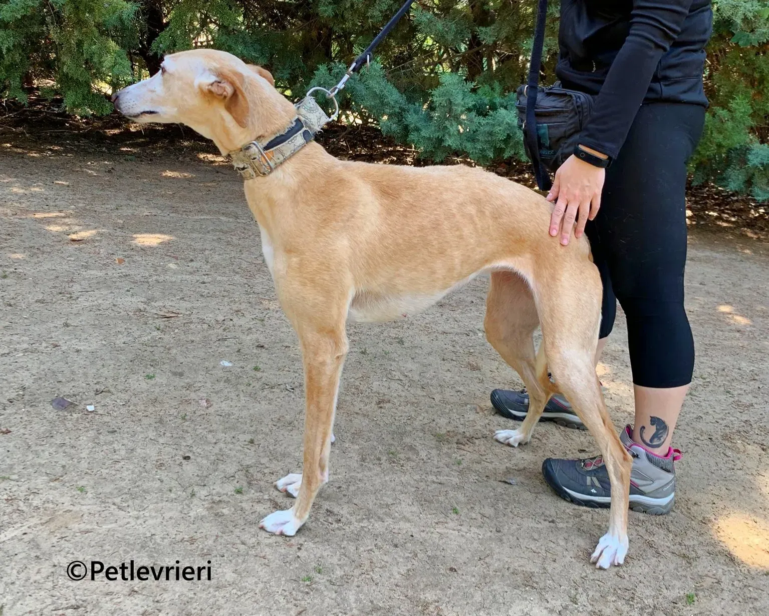 Sola galgo adozione pet levrieri onlus 8