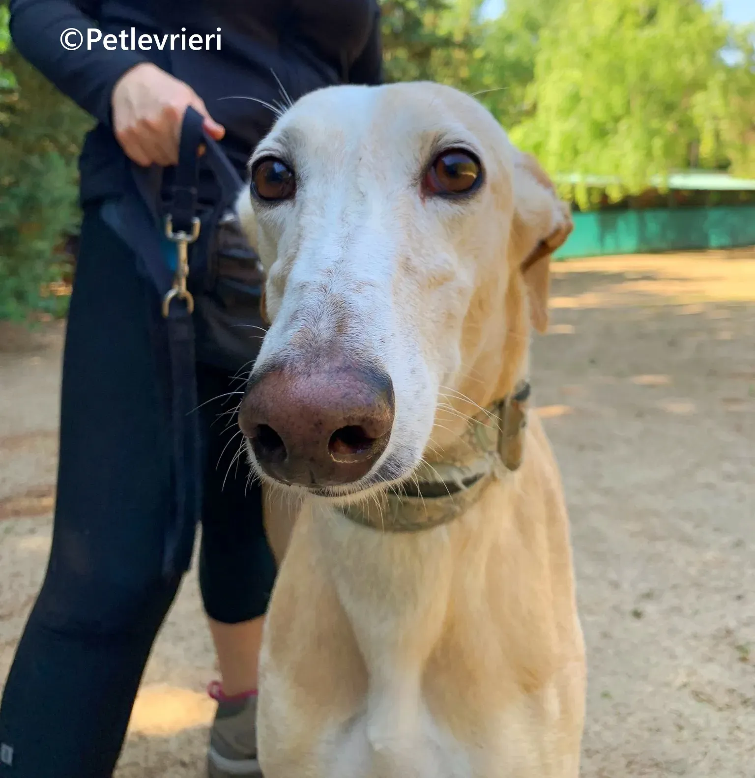 Sola galgo adozione pet levrieri onlus 9