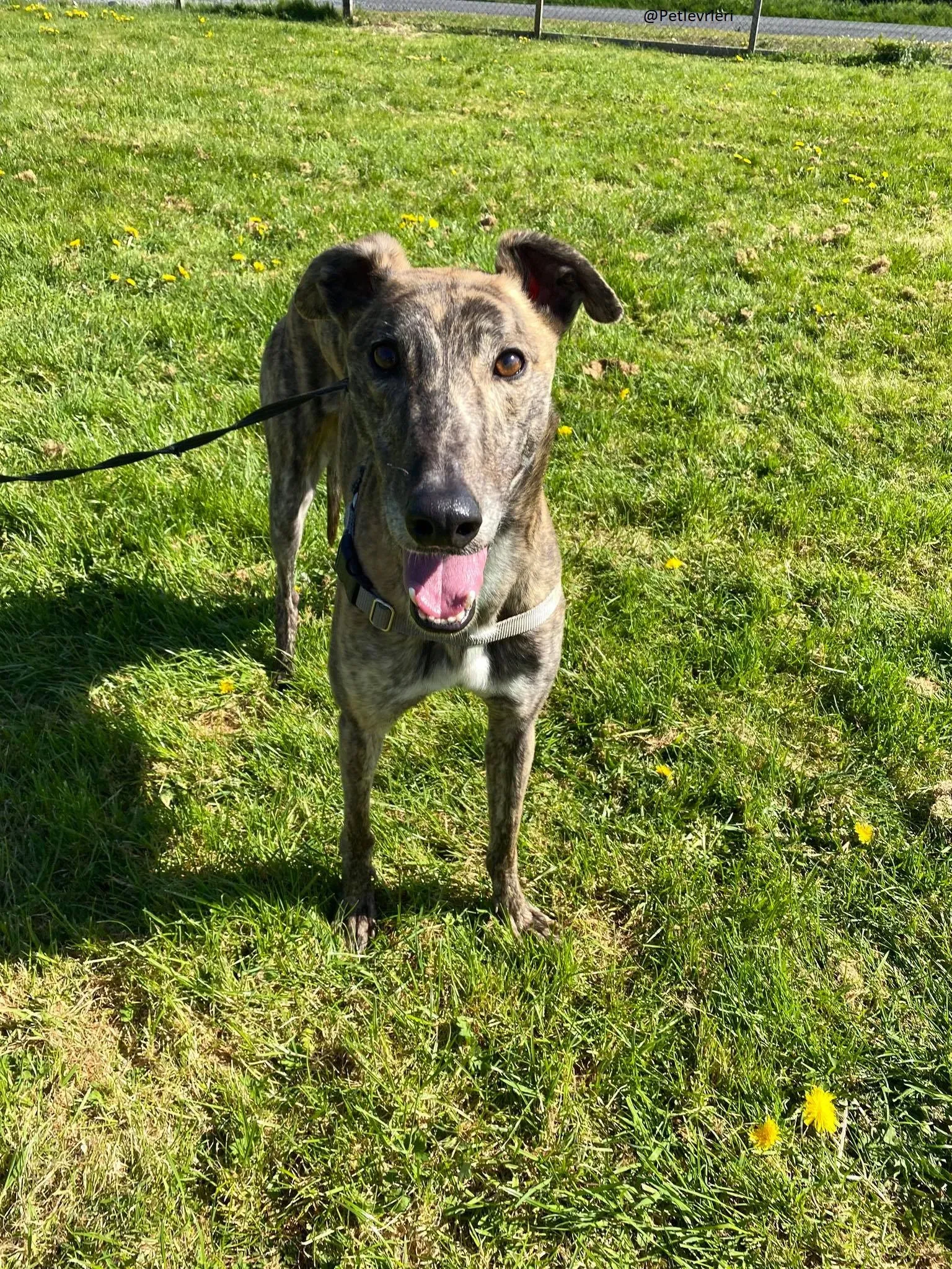 Solomon Greyhound Adozione levrieri 1