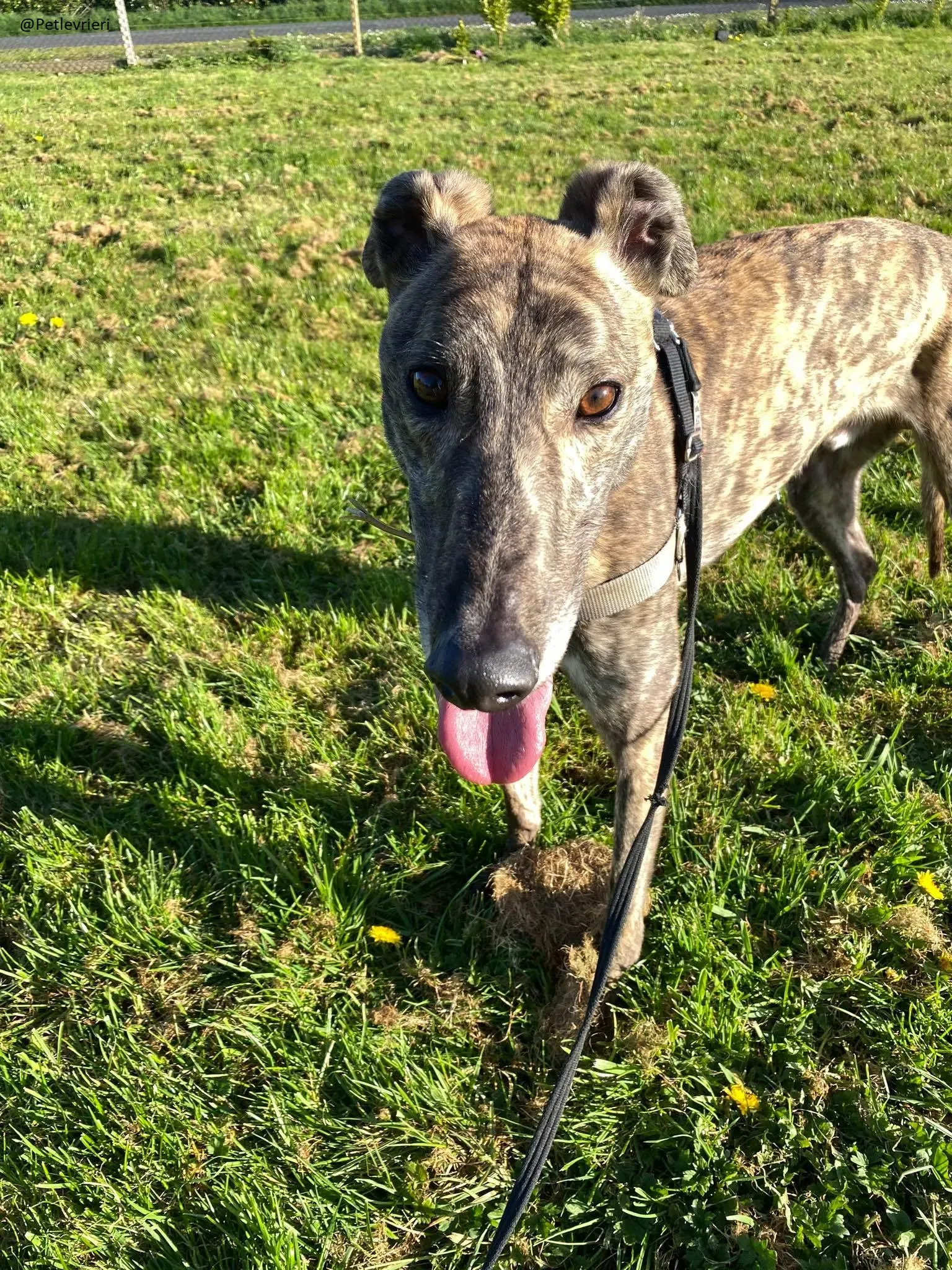 Solomon Greyhound Adozione levrieri 10