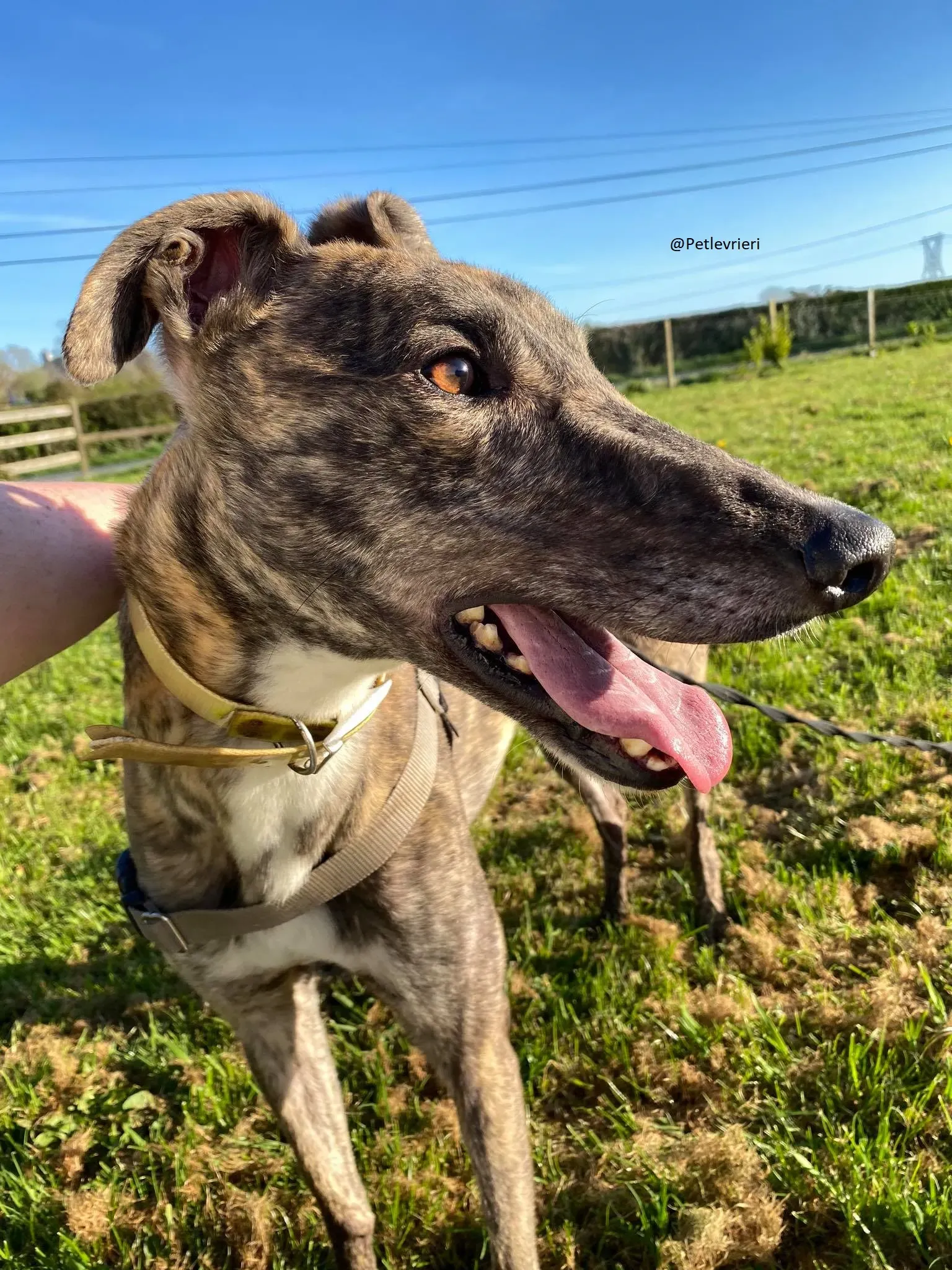 Solomon Greyhound Adozione levrieri 2