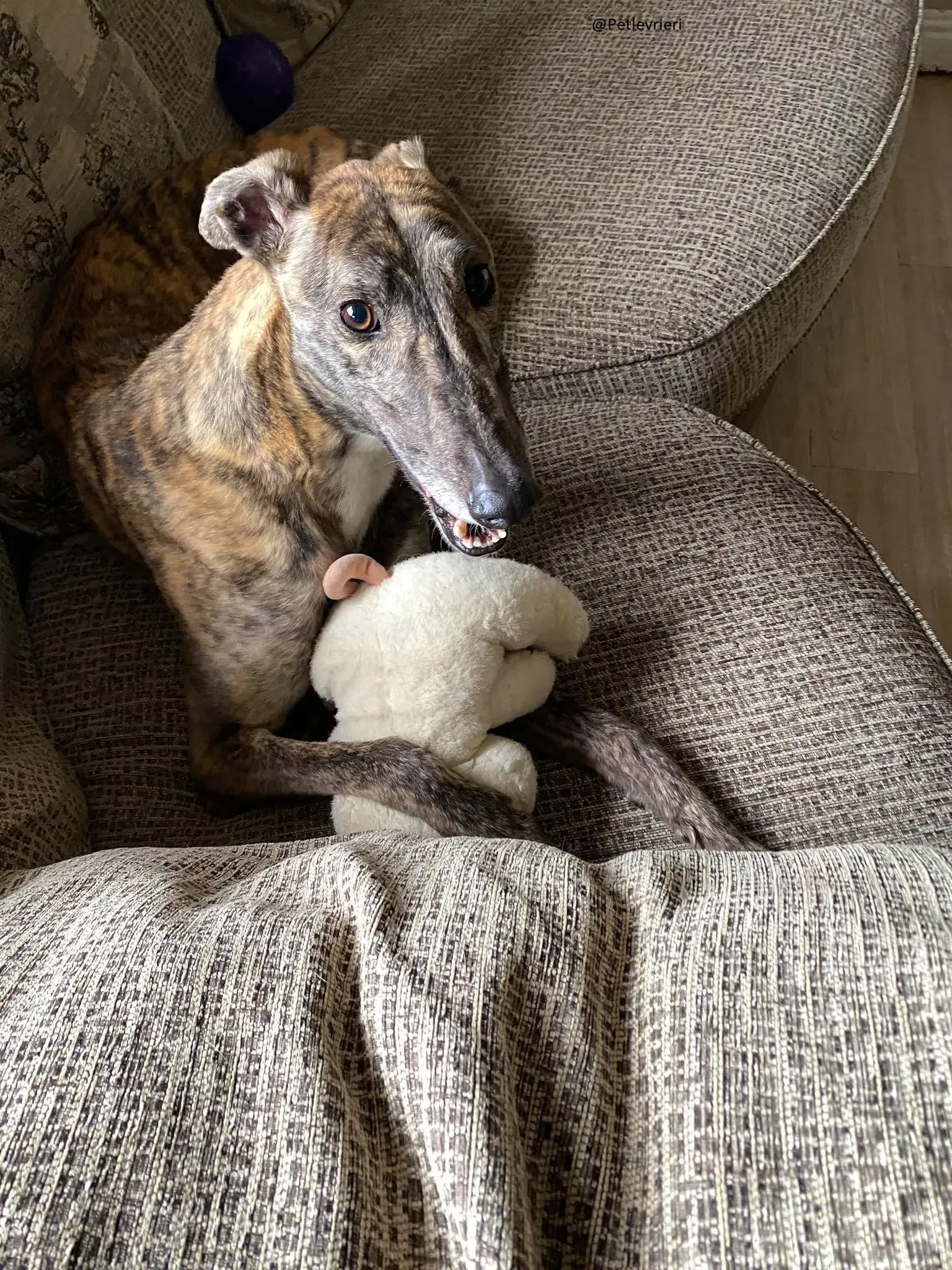 Solomon Greyhound Adozione levrieri 3