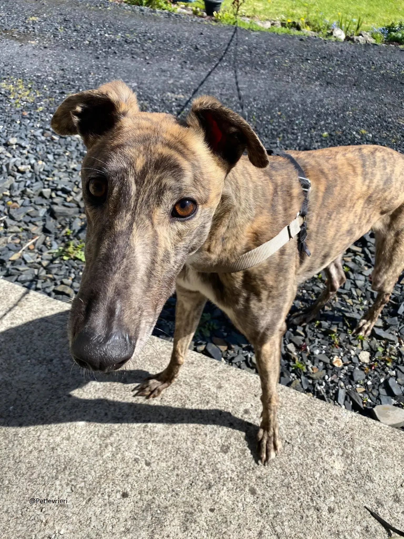 Solomon Greyhound Adozione levrieri 4