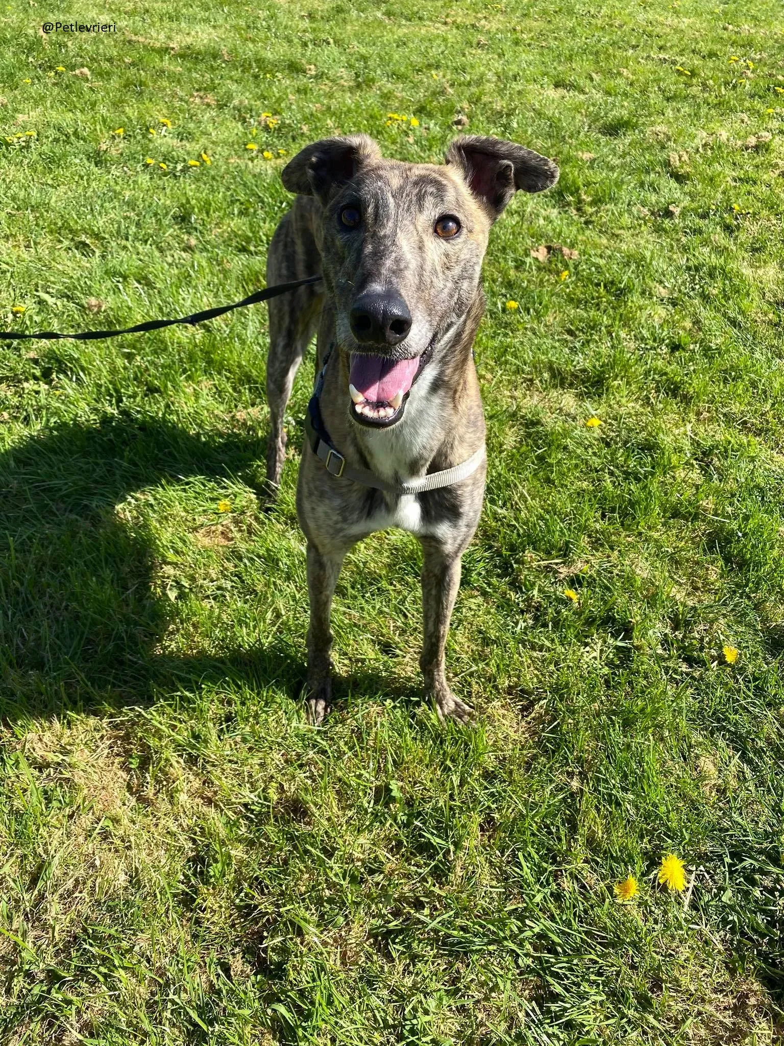 Solomon Greyhound Adozione levrieri 5