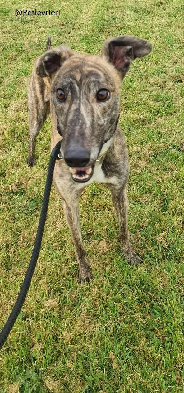 Solomon Greyhound Adozione levrieri 7