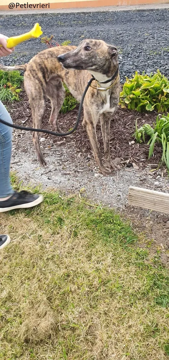 Solomon Greyhound Adozione levrieri 8