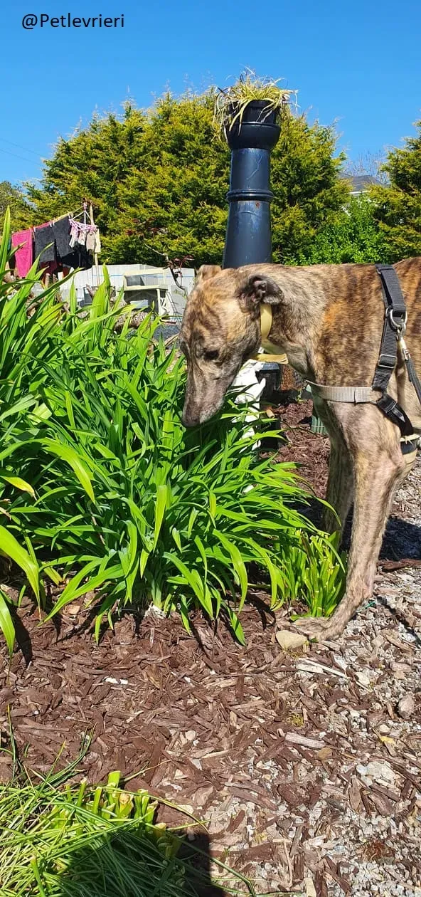 Solomon Greyhound Adozione levrieri 9