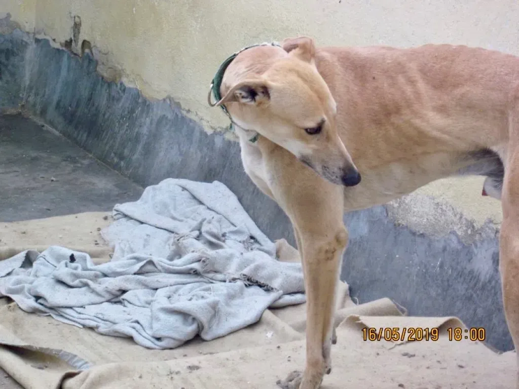 Solomon adozione levrieri galgo 01