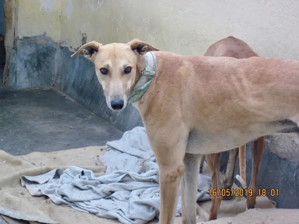 Solomon adozione levrieri galgo 03