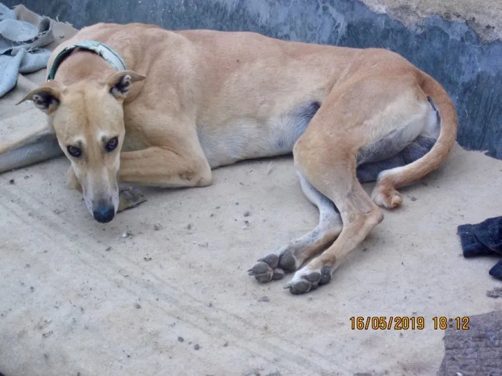 Solomon adozione levrieri galgo 04