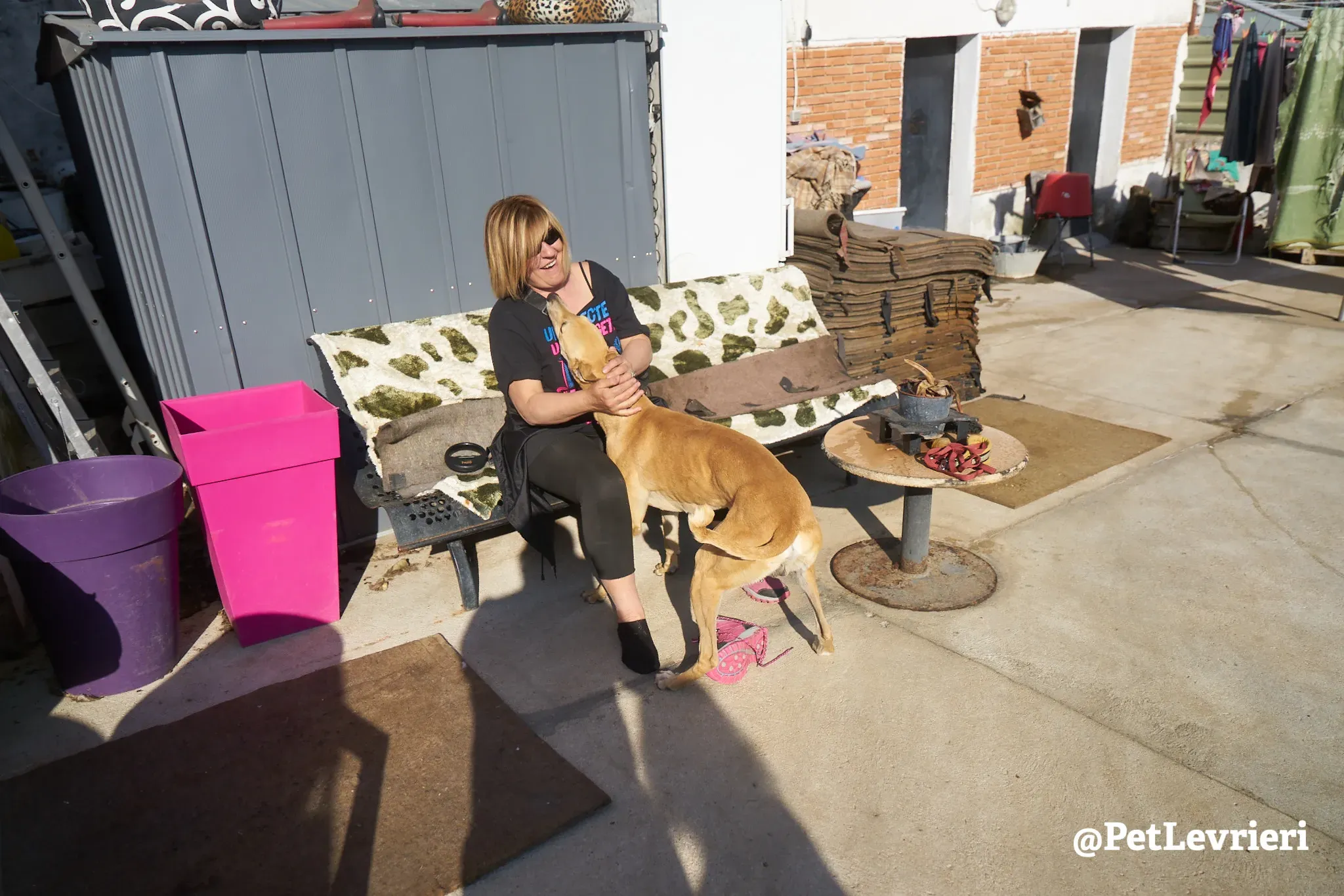 Solomon adozione levrieri galgo 1