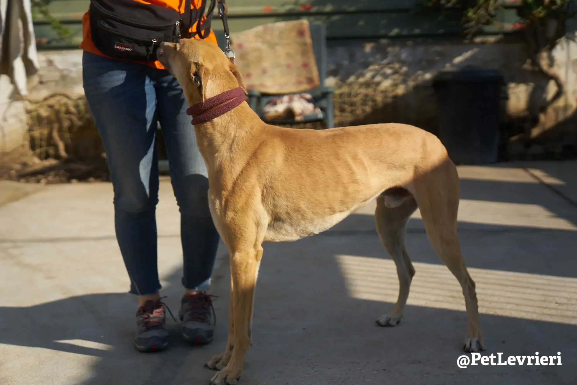 Solomon adozione levrieri galgo 10