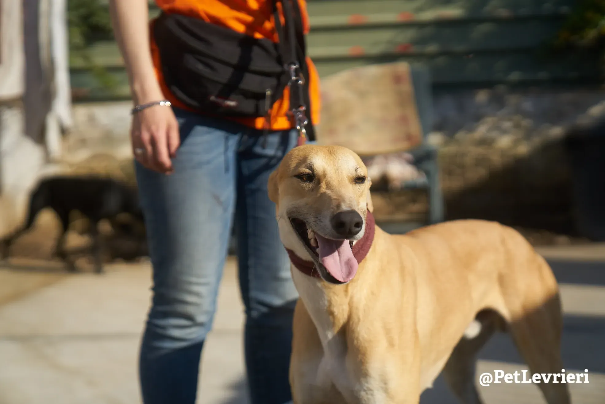 Solomon adozione levrieri galgo 11