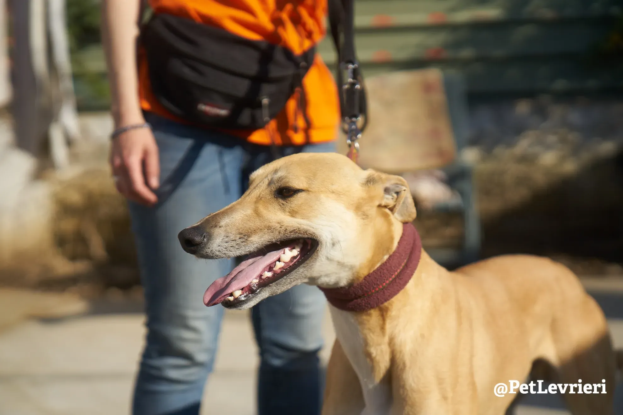 Solomon adozione levrieri galgo 12