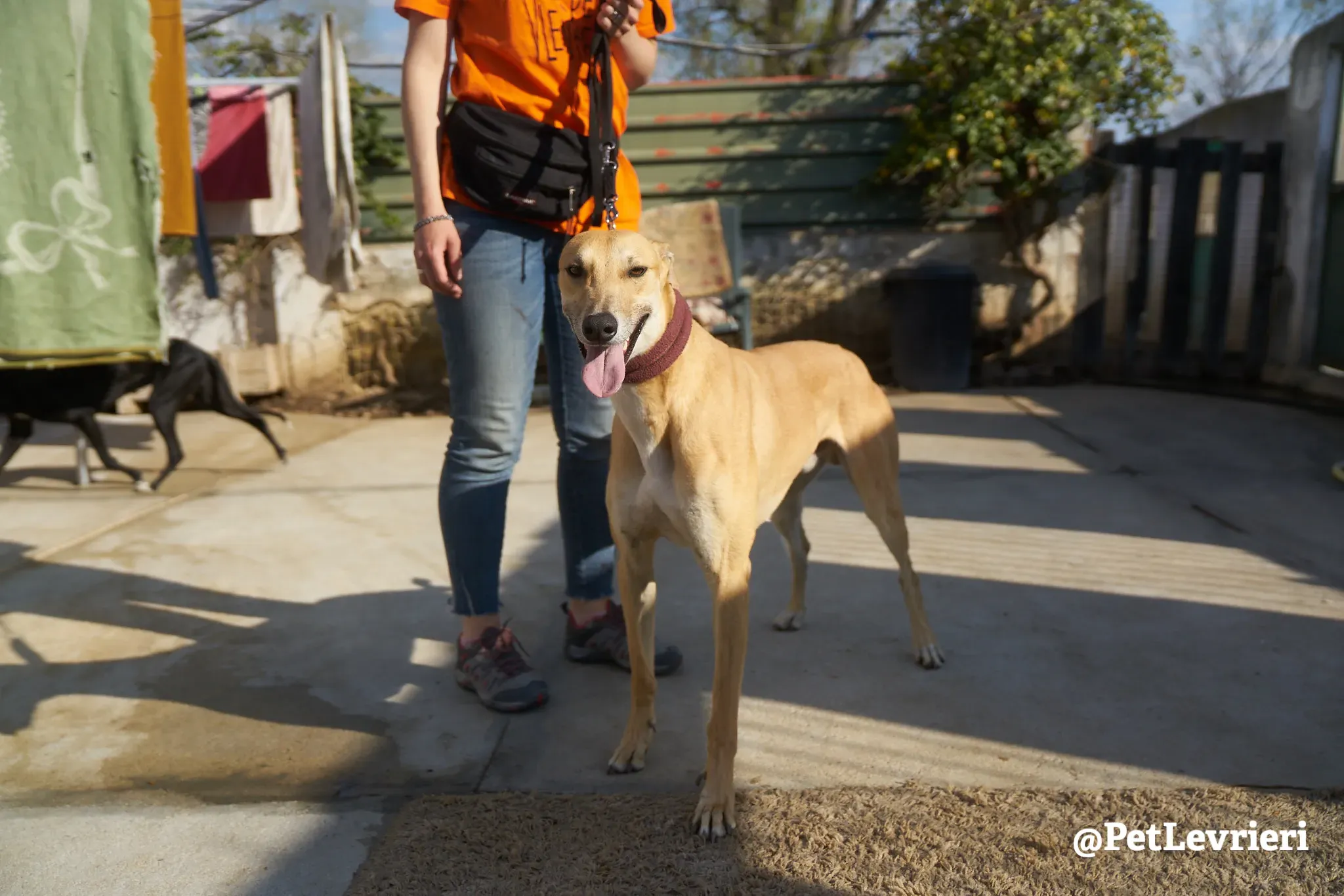 Solomon adozione levrieri galgo 13