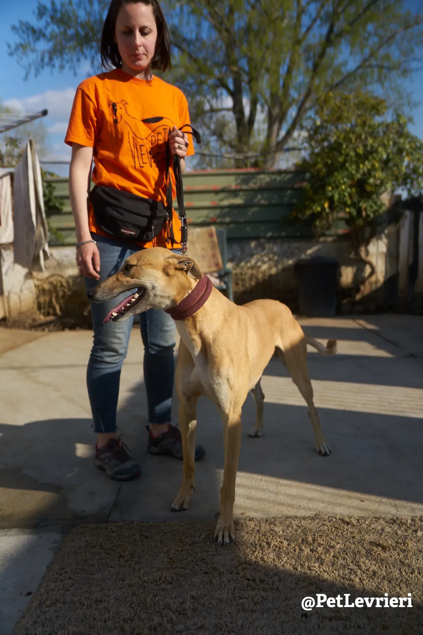 Solomon adozione levrieri galgo 14