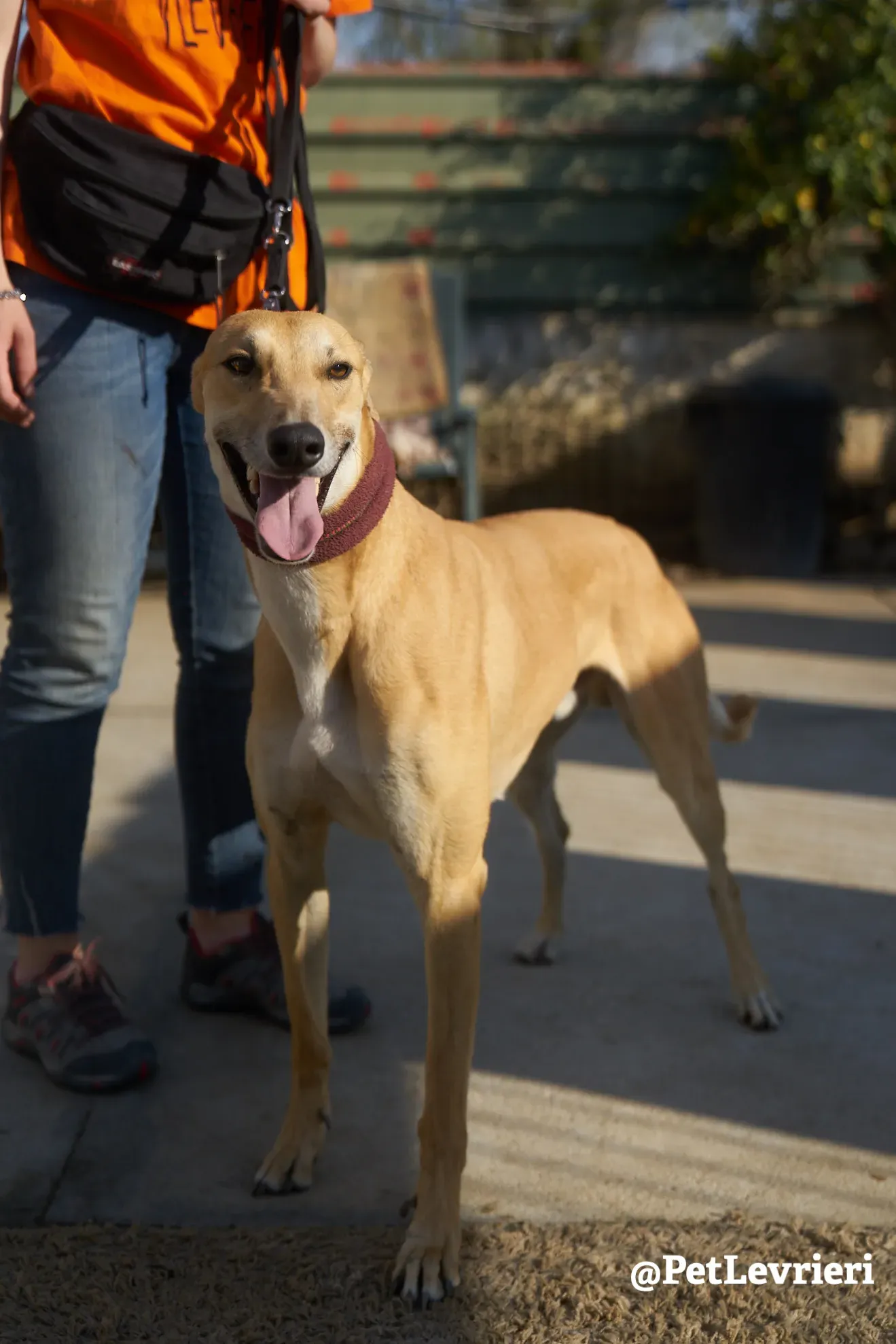 Solomon adozione levrieri galgo 15