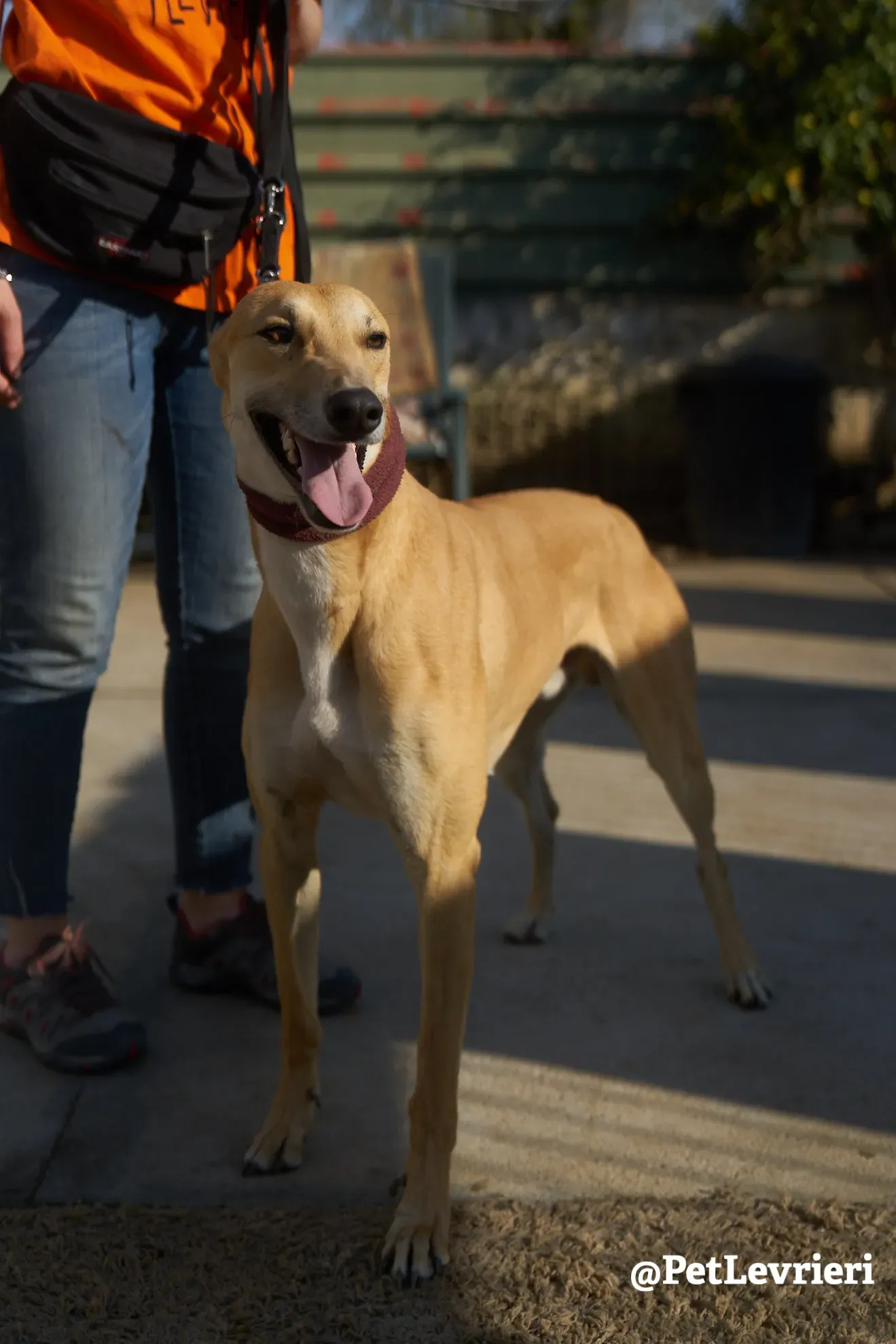 Solomon adozione levrieri galgo 16