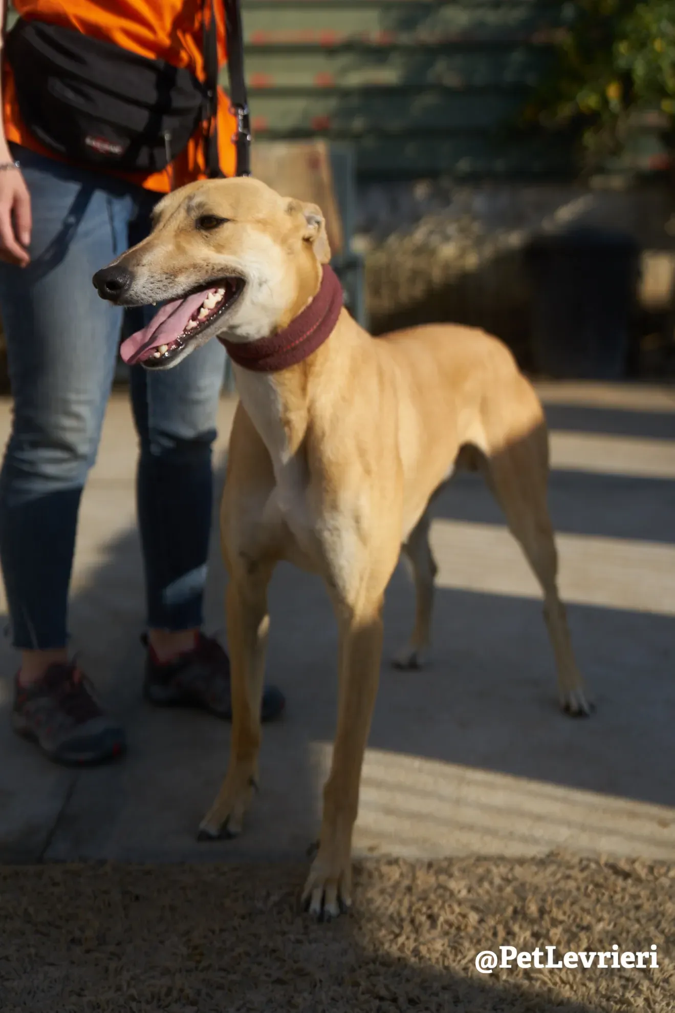 Solomon adozione levrieri galgo 17